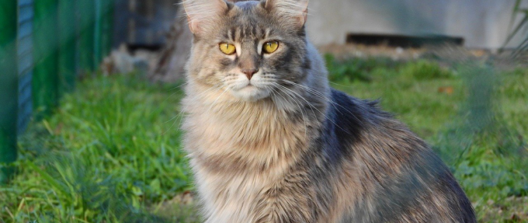 Maine coon